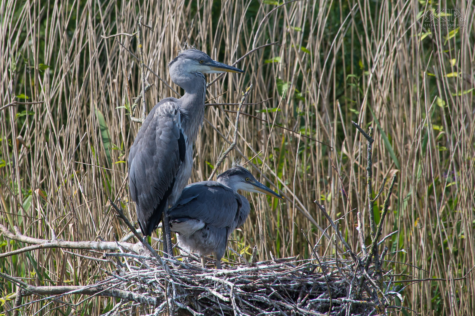 Birds - Young grey herons Young grey herons (Ardea cinerea) at their nest at the Lepelaarsplassen in the Netherlands. Stefan Cruysberghs